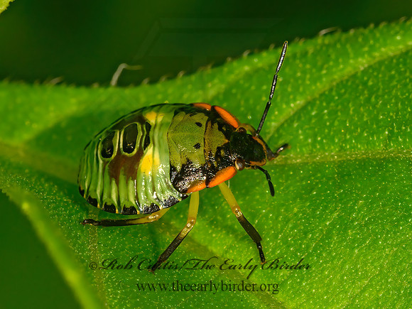 Chinavia hilaris  GREEN STINKBUG 1304670z