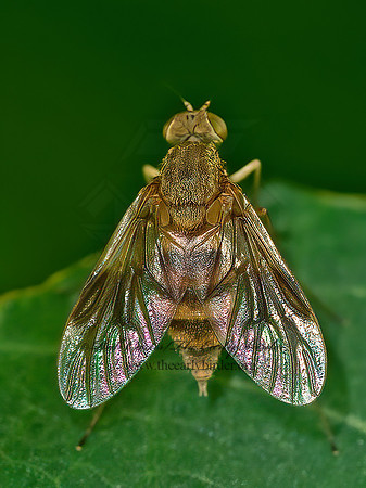 Chrysopilus quadratus  SNIPE FLY 9063360z