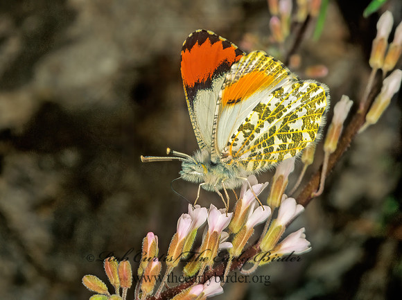 Anthocharis sara  SARA ORANGETIP 144226z