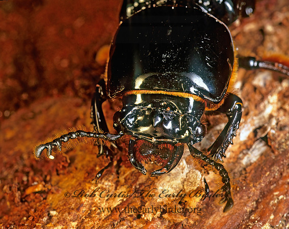Odontotaenius disjunctus 166707z