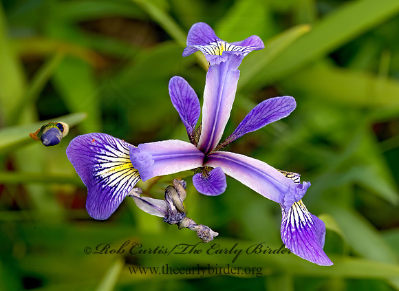 Iris hookeri   BEACH-HEAD IRIS Iris hookeri   BEACH-HEAD IRIS 9033298z