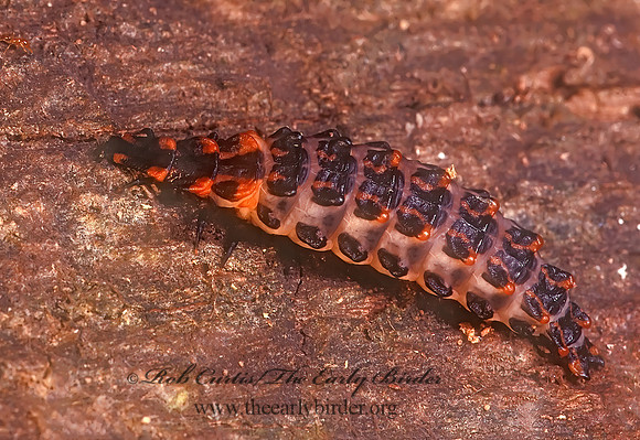 Calopteron 175209z