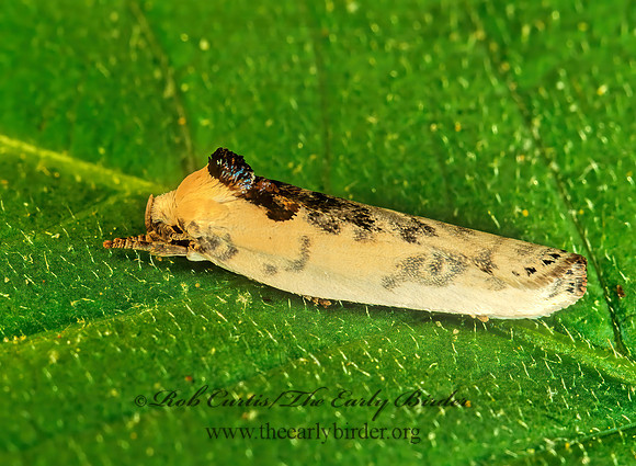 Antaeotricha tp1 STENOMATINAE MOTH 170635z