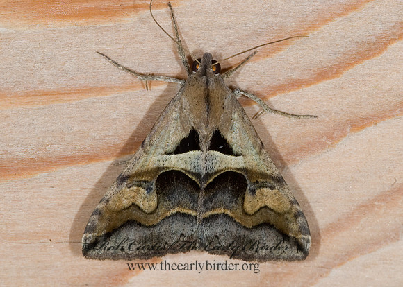 Melipotis cellaris CELLAR MELIPOTIS MOTH 6023900 z