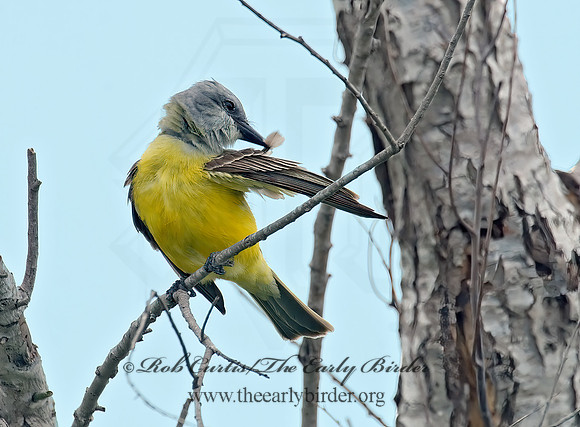 Tyrannus couchii  COUCH'S KINGBIRD 7006576z