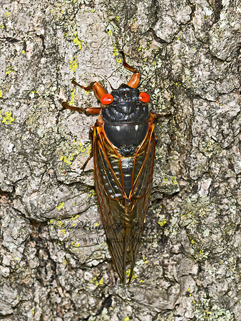 Magicicada septendecim  17-YEAR CICADA 3020996z