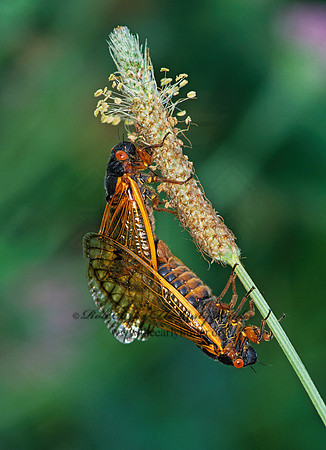Magicicada septendecim  17-YEAR CICADA 41531z