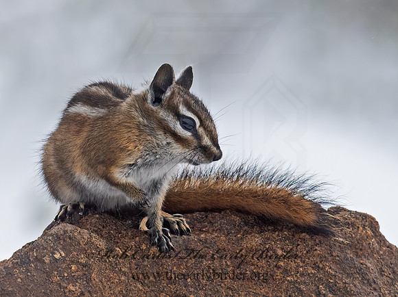 Neotamias minimus  LEAST CHIPMUNK 6037122z