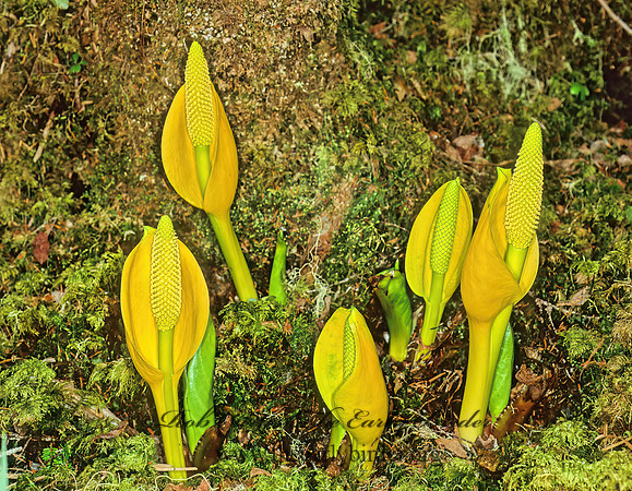 Lysichiton americanum  AMERICAN SKUNK CABBAGE 230304z