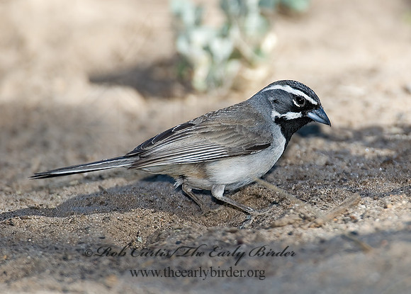 Amphispiza bilineata  BLACK-THROATED SPARROW 7007807z