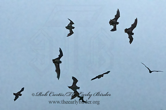 Tadarida brasiliensis  MEXICAN FREE-TAILED BAT 3039177z