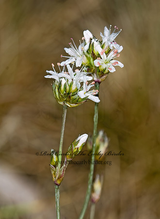 Eremogone congesta  BALLHEAD SANDWORT 7010358z