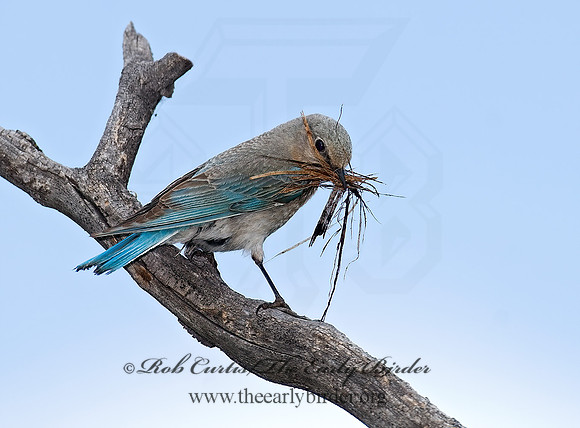 Sialia currucoides  MOUNTAIN BLUEBIRD  7010894z