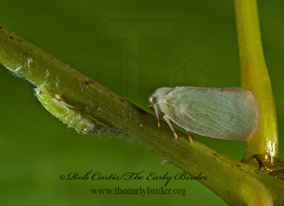 Ormenoides venusta  FLATID PLANTHOPPER 8007317z