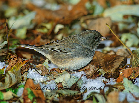 Junco hyemalis   DARK-EYED JUNCO 160522z