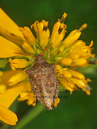 Euschistus servus or tristigmus  BROWN STINKBUG 268830z