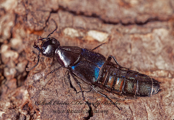 Philonthus caeruleipennis 213102sz