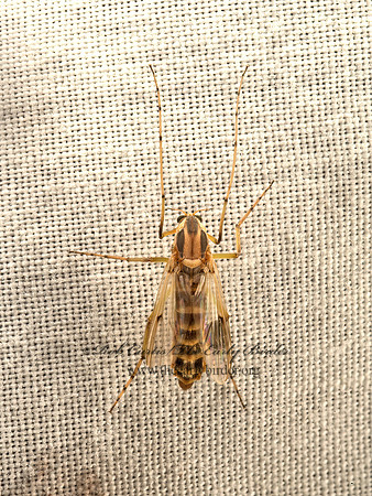 Chironmiini  CHIRONOMID MIDGE 9052764z