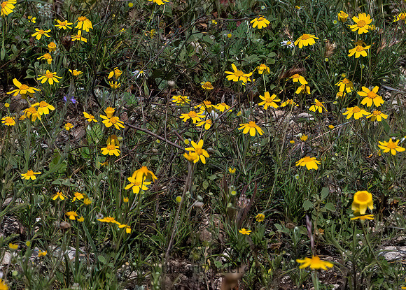 Tetraneuris scaposa  STEMMY 4-NERVED DAISY 3035854z