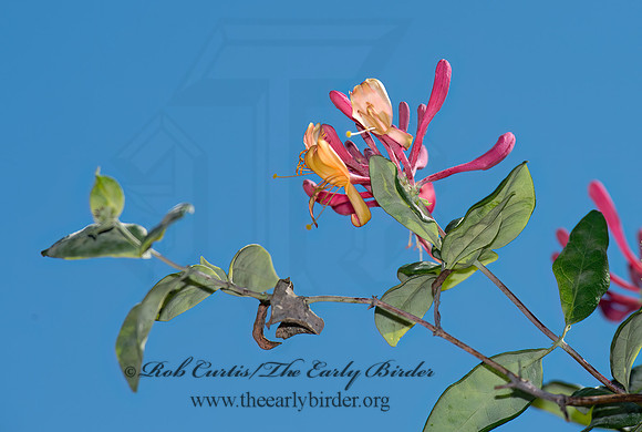 Lonicera heckrotti  GOLDFLAME HONEYSUCKLE 9004129z