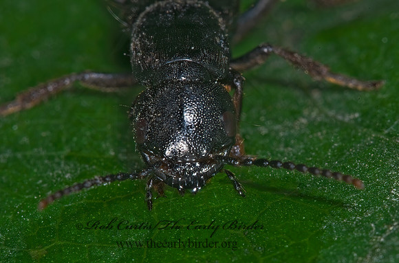 Tasgius melanarius 6017183z
