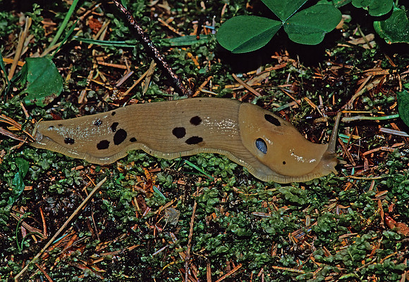Ariolimax columbianus  BANANA SLUG 132910.z