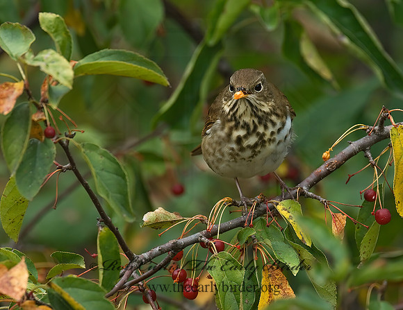 Catharus guttatus  HERMIT THRUSH 6028190z