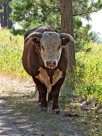 Bos taurus  BULL 3023807z
