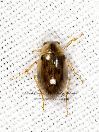 Berosus  WATER SCAVENGER BEETLE 3038921z