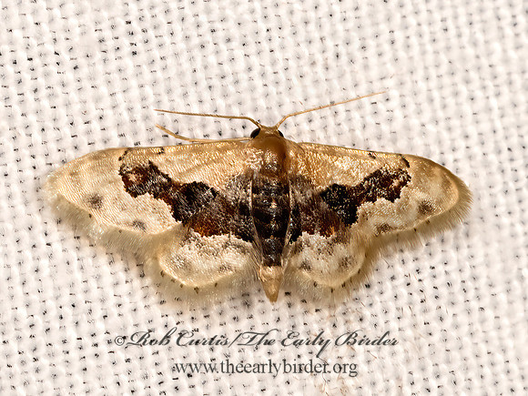Idaea gemmata-or-occidentaria  STERRHINI GEOMETER 3040213z