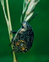 Scutelleridae~ 176531z