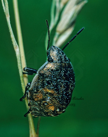 Scutelleridae~ 176531z