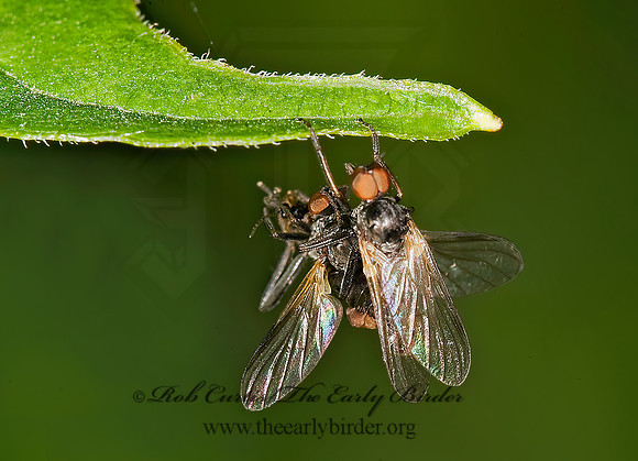 Rhamphomyia  DANCE FLY 8014527z