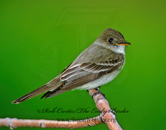 Contopus virens  EASTERN WOOD PEWEE 289537z