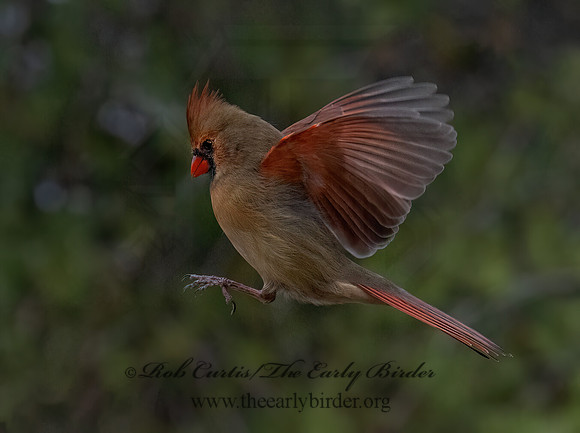 Cardinalis cardinalis NORTHERN CARDINAL 9092889z
