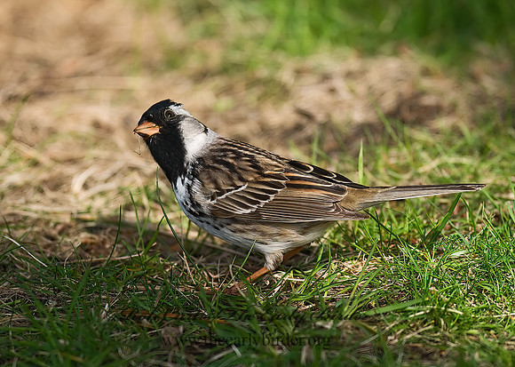 Zonotrichia querula  HARRIS'S SPARROW 7014500z
