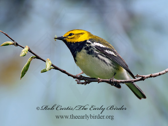 Setophaga virens  BLACK-THROATED GREEN WARBLER 6004824z