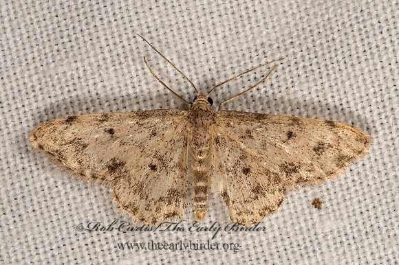 Scopula plantagenaria  STERRHINAE GEOMETER 3038019z
