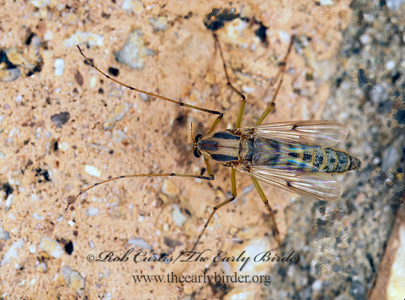 Chironomus decorus  NON-BITING MIDGE 200236z