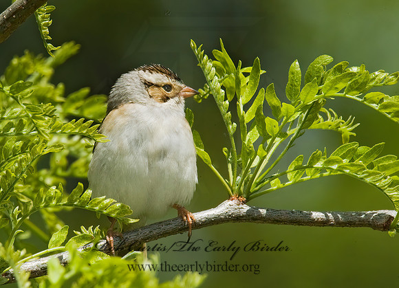 Spizella pallida  CLAY-COLORED SPARROW 8013104z