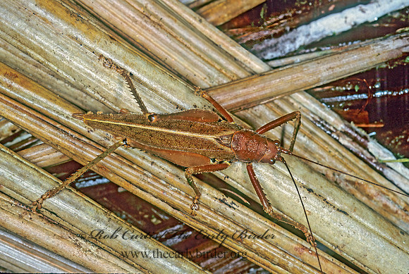 Idiarthron hammuliferum  TRUE KATYDID 194628z
