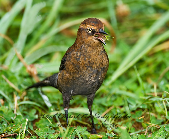 Euphagus carolinus  RUSTY BLACKBIRD 7012898z