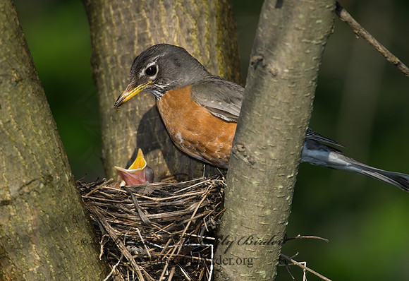 Turdus migratorius  AMERICAN ROBIN 6005393z