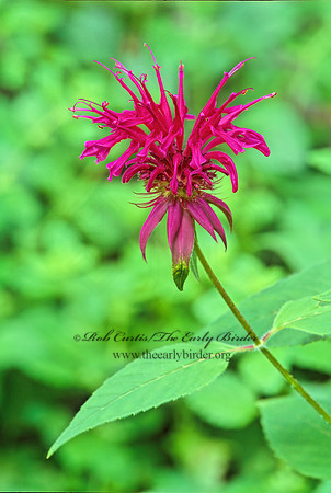 Monarda media  PURPLE BERGAMOT 277518z