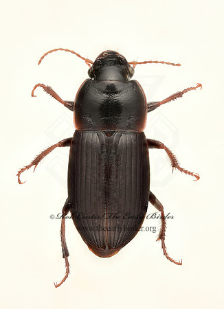 Harpalus 9020343z