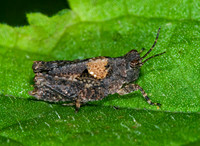 Nomotettix parvus LOW-RIDGED PIGMY GRASSHOPPER 6010994z
