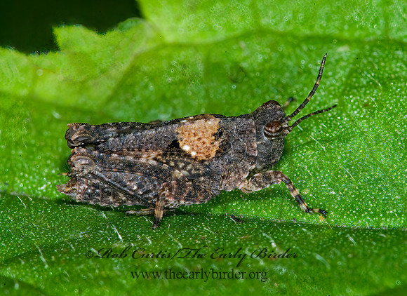 Nomotettix parvus  LOW-RIDGED PIGMY GRASSHOPPER 6010994z