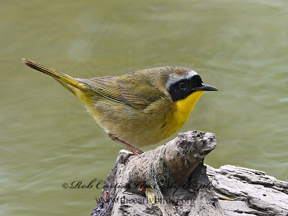 Geothlypis trichas  COMMON YELLOWTHROAT 3020125z