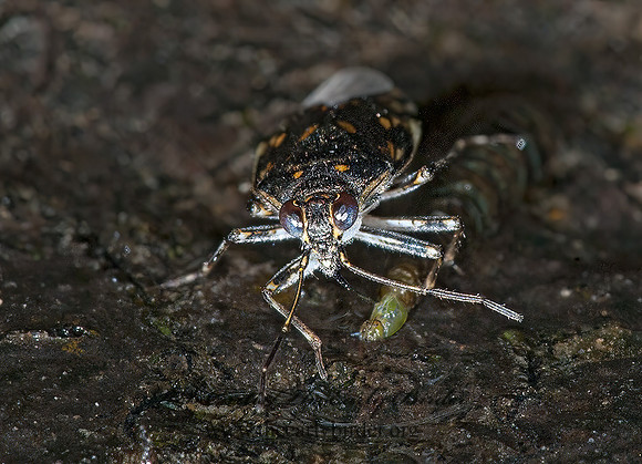 Pentacora ligata  SHORE BUG 8034856z