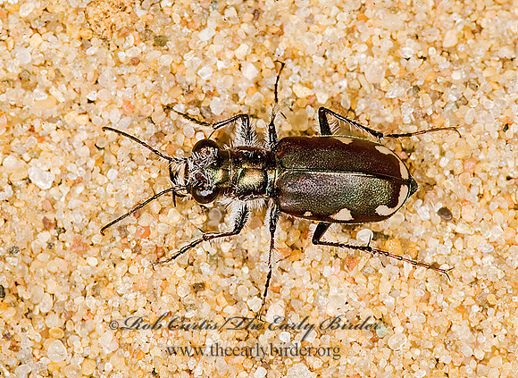 Cicindela scutellaris lecontei 8008420z